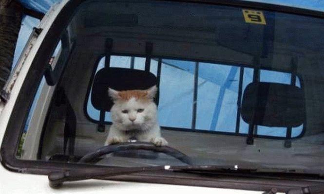 Создать мем: кошка в машине, кошка за рулем, кот таксист