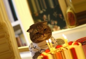 Create meme: cats, cat with the cake