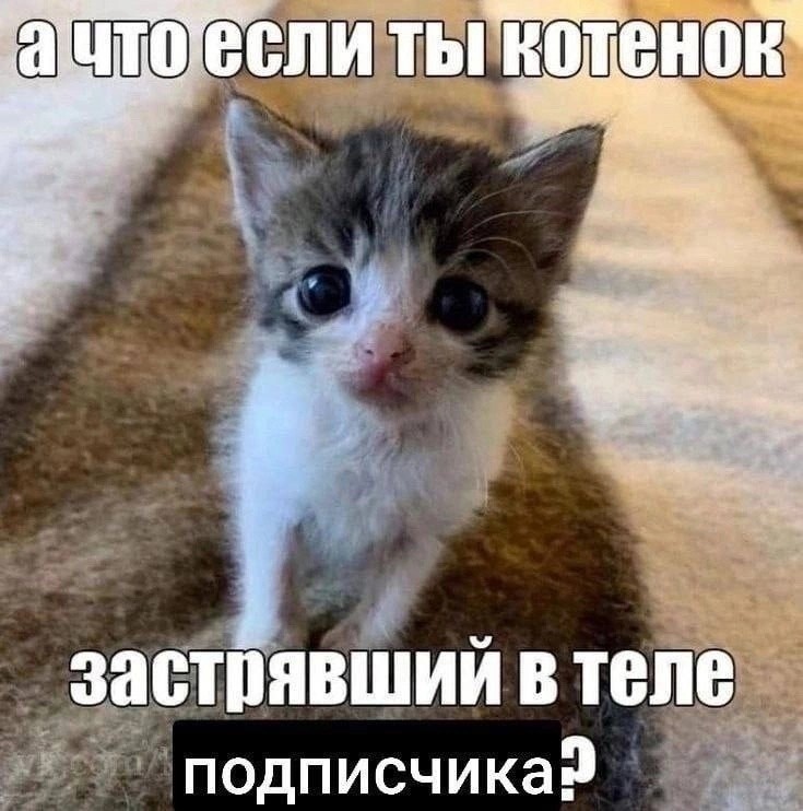 Create meme: Pets , cute kittens, animals 