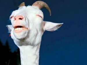 Create meme: Happy goat
