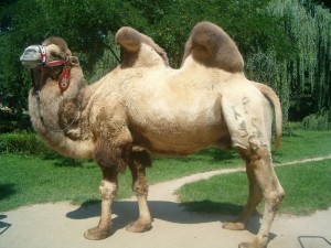 Create meme: double - humped bactrian camel, moscow zoo camel, Bactrian camel