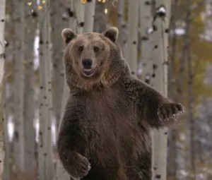 Создать мем: медведь сибирский, медведь, бурый медведь
