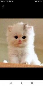 Create meme: cute cats, fluffy kittens, adorable kittens