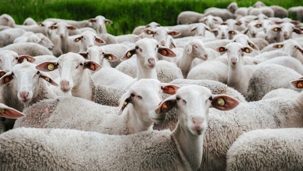 Create meme: sheep herd, sheep and sheep, a flock of sheep 