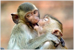 Создать мем: kiss, поцелуй обезьяны, baby monkey