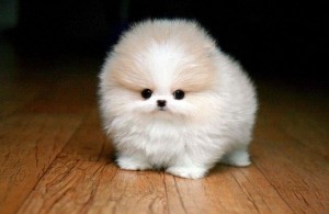 Create meme: Pomeranian, dwarf Spitz