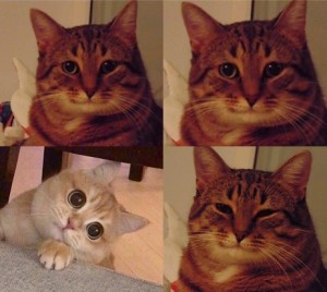 Create meme: happy cat meme, happy cat meme, the cat from the meme