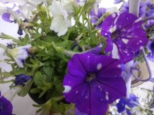 Create meme: beautiful pictures of petunias, Petunia night sky photos, Petunia supercascade blue f1 Petunia