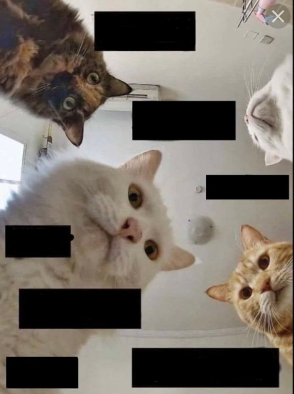 Создать мем: мем кошка, мемы с котами, котик мем