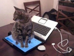Создать мем: котик и ноутбук мем, кошки на клавиатуре, смешные кошки