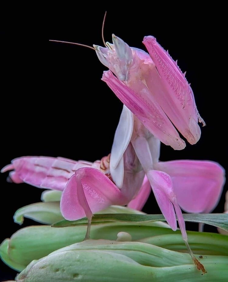 Создать мем: богомол hymenopus coronatus, богомол, богомол орхидея