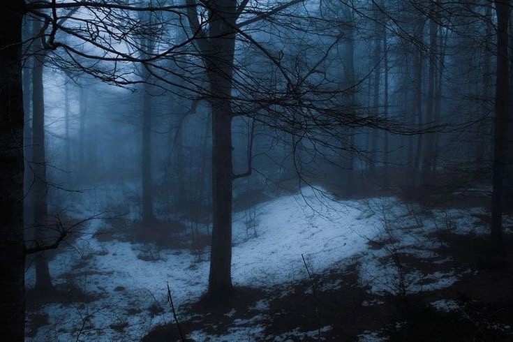 Создать мем: мрачный лес, темный зимний лес, темный туманный лес