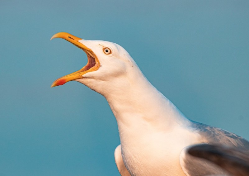 Create meme: the screaming seagull, seagull birds, Seagull screaming