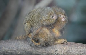 Create meme: pygmy marmoset