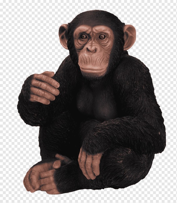 Create meme: monkey without background, chimpanzees , monkey on a white background
