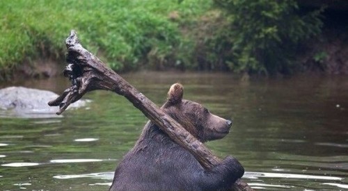 прикол на рыбалке с медведем