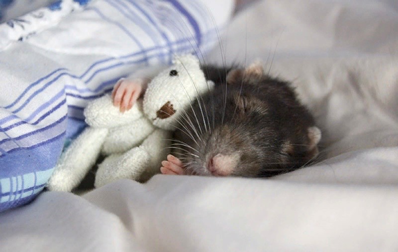 Создать мем: спящая мышь, спящий мышонок, крысы дамбо
