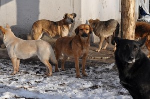 Create meme: stray dogs, a pack of dogs, stray dogs