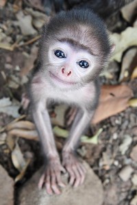 Создать мем: baby monkey, обезьянки, обезьяна маленькая