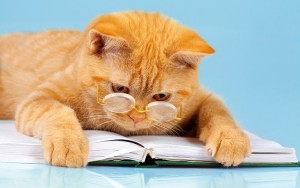 Создать мем: библиотека, ученый кот, кот