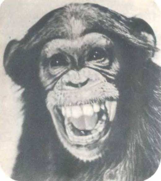 Создать мем: обезьяна морда, рисунок шимпанзе, игорь акимушкин