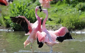 Create meme: of Flamingo, Flamingo bird