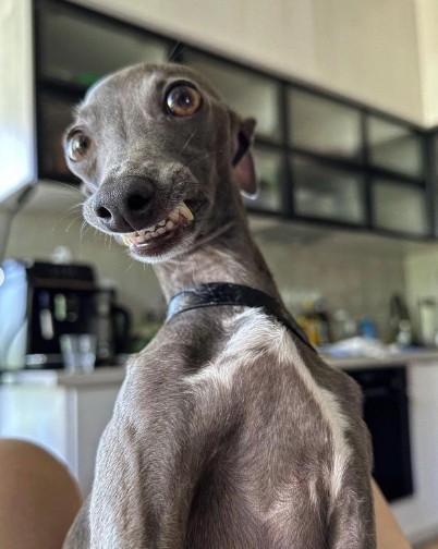 Create meme: breed Italian Greyhound , Italian Greyhound dog, Italian Greyhound 