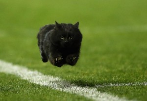 Создать мем: красивый черный кот, коты, черный котик