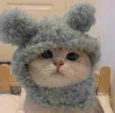 Create meme: cute cats funny, cat, seals 