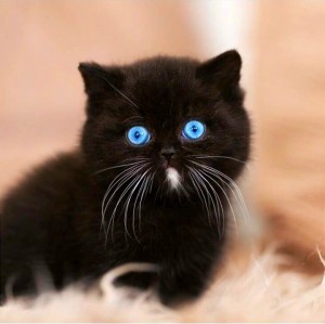 Создать мем: кошка, кошечка черная, черный котик
