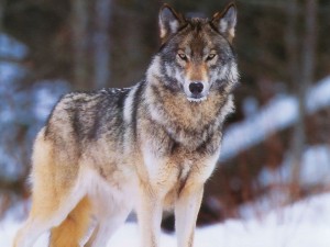 Create meme: wolf , siberian forest wolf, grey wolf 