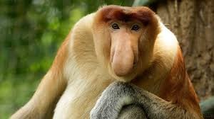 Create meme: a proboscis monkey, nosey monkey