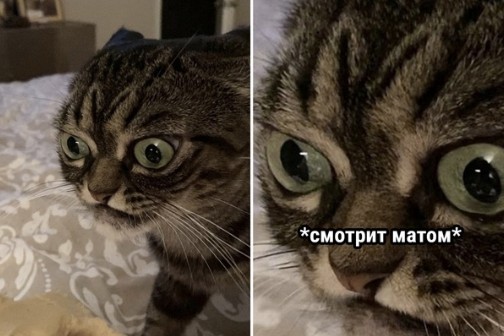 Create meme: cat , looks like a foul language, unhappy cat 