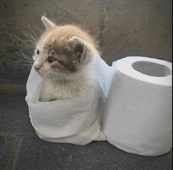 Создать мем: туалетная бумага, кошка и туалетная бумага, кот