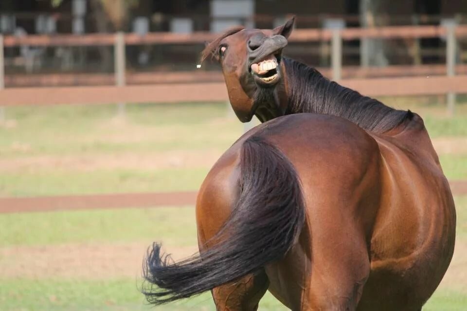 Создать мем &quot;конь, конь гнедой, смешные лошади&quot; - Картинки -  Meme-arsenal.com