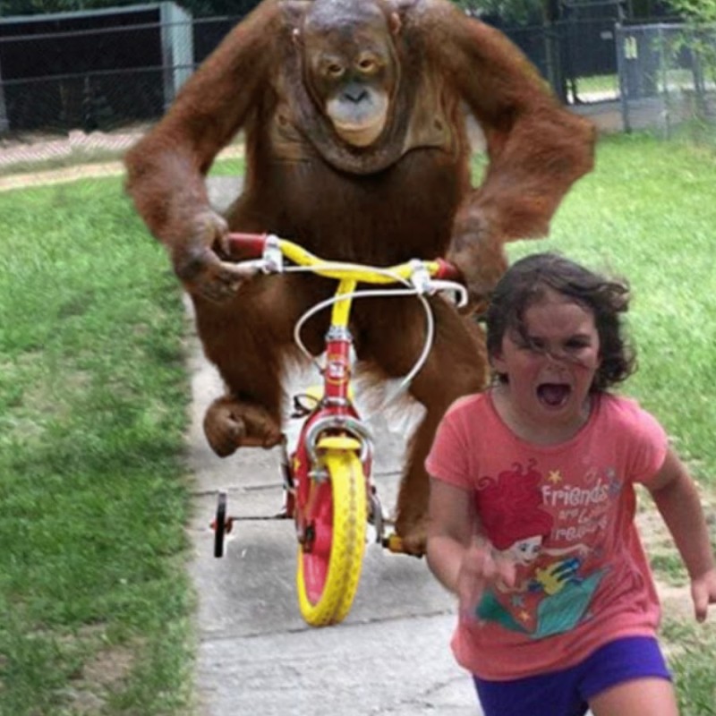 Создать мем: обезьяна на велосипеде мем, мем обезьяна едет на велосипеде, обезьяна на велосипеде едет за девочкой