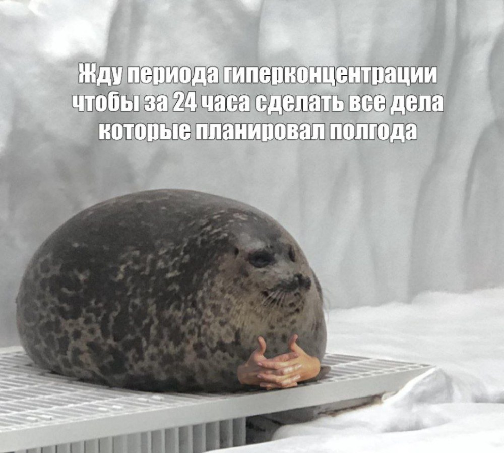 Создать мем: нерпа, тюлень ждет, кольчатая нерпа юки