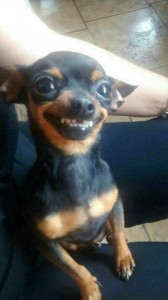 Создать мем: чихуахуа смешные, собачка улыбается мем, той терьер