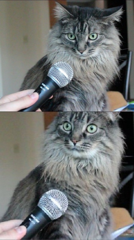 Создать мем: мемы с котом с микрофоном, мем удивленный кот, удивленный кот с микрофоном