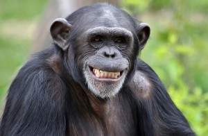 Create meme: humanoid chimp, chimpanzee, chimpanzees
