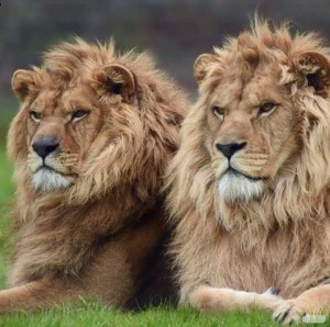 Создать мем: взгляд льва, лев и львенок, красивый лев