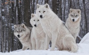 Создать мем: white wolf, красивый волк, полярный волк стая вожак