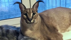 Create meme: Abyssinian cat, Caracal