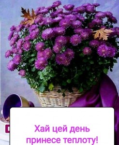Создать мем: хризантемы комнатные, цветы, доброе утро красивые цветы