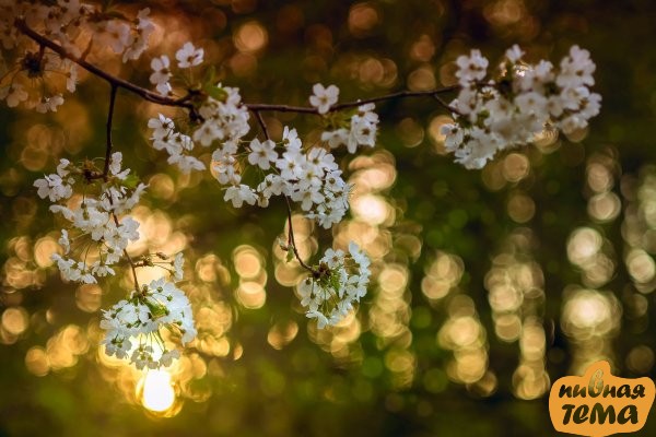 Create meme: spring sun flowers, The sun in spring, flowering tree