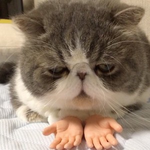 Создать мем: Кошка, Экзотическая кошка, cat with hands