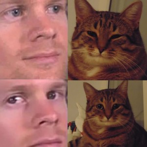 Create meme: meme cat, good cat meme, happy cat meme