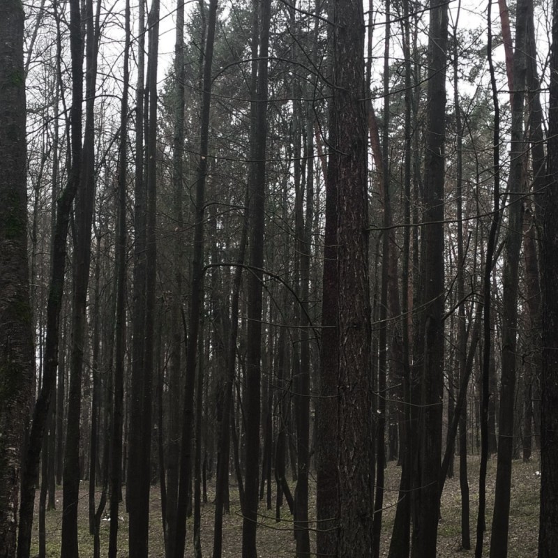 Create meme: forest , in the pine forest, pine forest