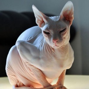 Create meme: the Sphynx breed, Sphinx