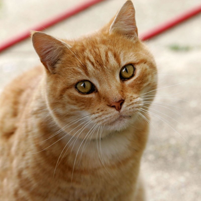 Создать мем: cat, рыжий котик, европейская короткошерстная кошка рыжая